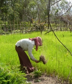 Transplanting Rice
